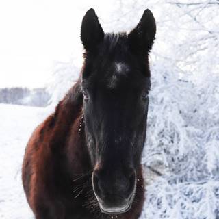 Black horse winter wallpaper
