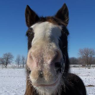 Black horse winter wallpaper