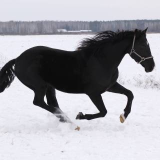 Black horse winter wallpaper
