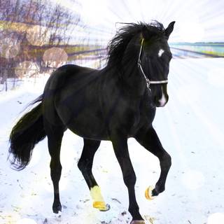 Black horse winter wallpaper