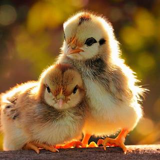 Cute 4k laptop wallpaper