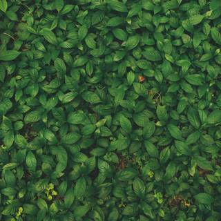 Leaves phone wallpaper