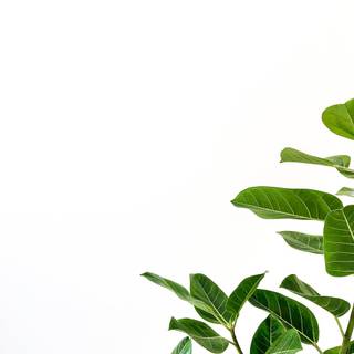 Leaves phone wallpaper