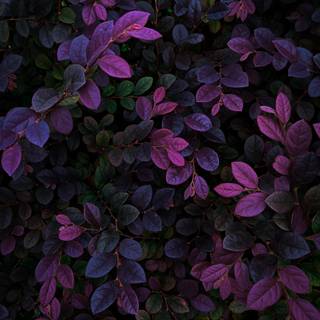 Leaves phone wallpaper