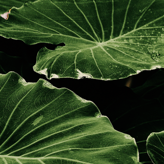 Leaves phone wallpaper