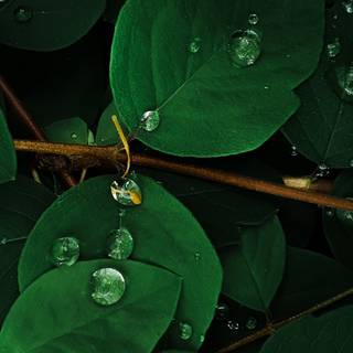 Leaves phone wallpaper