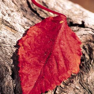 Leaves phone wallpaper