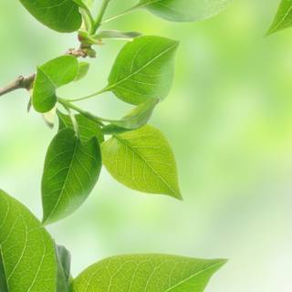 Leaves phone wallpaper