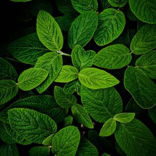 Leaves phone wallpaper