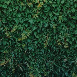 Leaves phone wallpaper