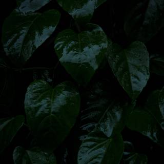 Leaves phone wallpaper