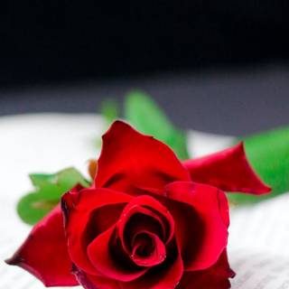 Phone book wallpaper