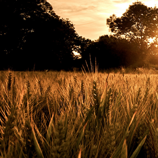 Land phone wallpaper