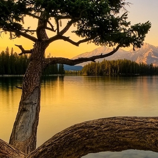 Phone beauty wallpaper