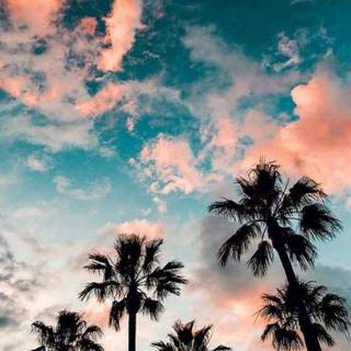 Phone beauty wallpaper