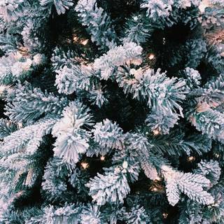 Phone beauty wallpaper