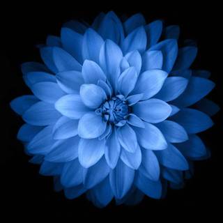 Blue flower iPhone wallpaper