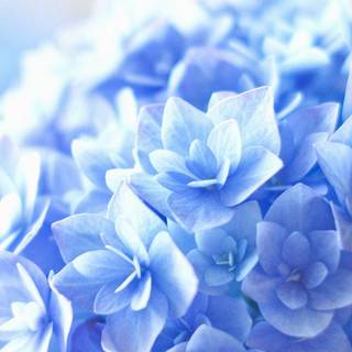 Blue flower iPhone wallpaper