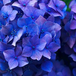 Blue flower iPhone wallpaper