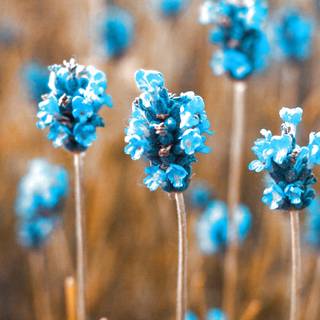 Blue flower iPhone wallpaper