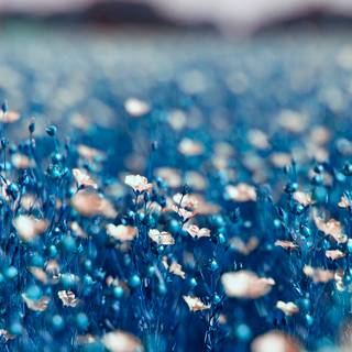 Blue flower iPhone wallpaper