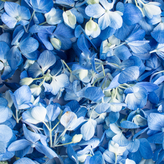 Blue flower iPhone wallpaper