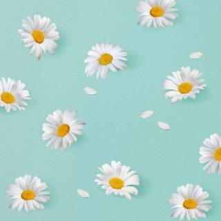 Blue flower iPhone wallpaper