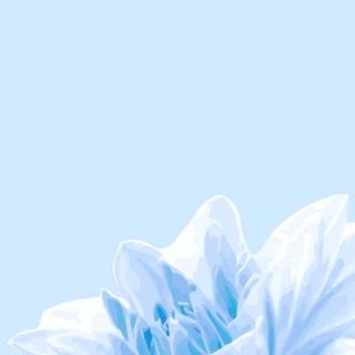 Blue flower iPhone wallpaper
