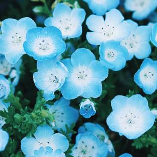 Blue flower iPhone wallpaper