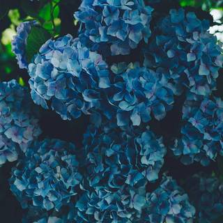 Blue flower iPhone wallpaper