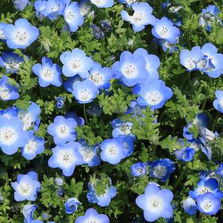 Blue flower iPhone wallpaper