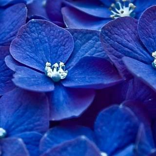 Blue flower iPhone wallpaper