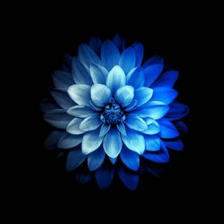 Blue flower iPhone wallpaper