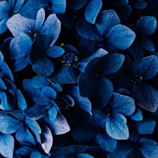 Blue flower iPhone wallpaper