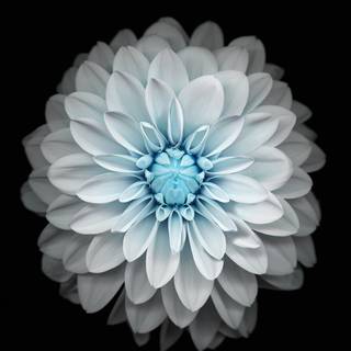 Blue flower iPhone wallpaper
