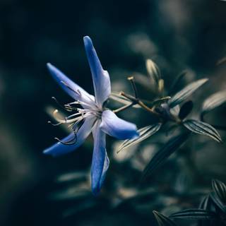 Blue flower iPhone wallpaper