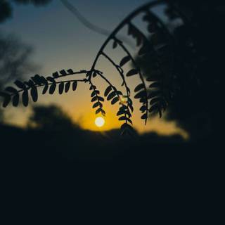 Elegant phone wallpaper