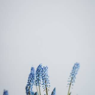Blue flower iPhone wallpaper