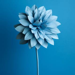 Blue flower iPhone wallpaper