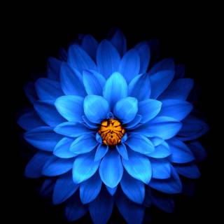Blue flower iPhone wallpaper