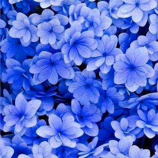 Blue flower iPhone wallpaper