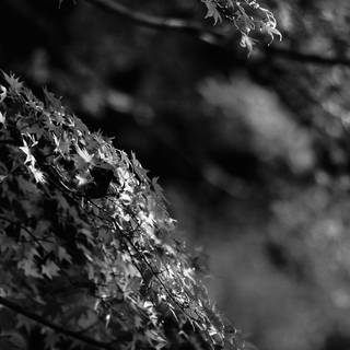 Japan iPhone 12 wallpaper