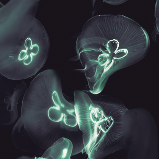 Glowing phone wallpaper