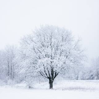 Snow over the trees wallpaper