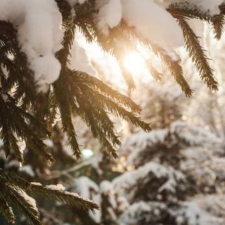 Snow over the trees wallpaper