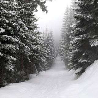 Snow over the trees wallpaper