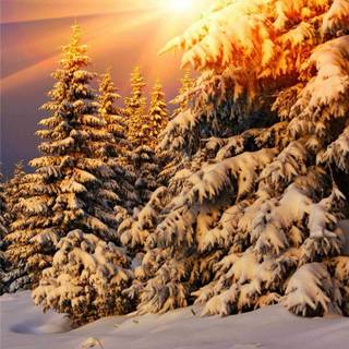 Snow over the trees wallpaper