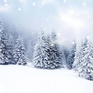 Snow over the trees wallpaper