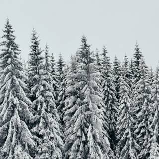 Snow over the trees wallpaper