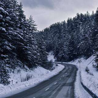 Snow over the trees wallpaper